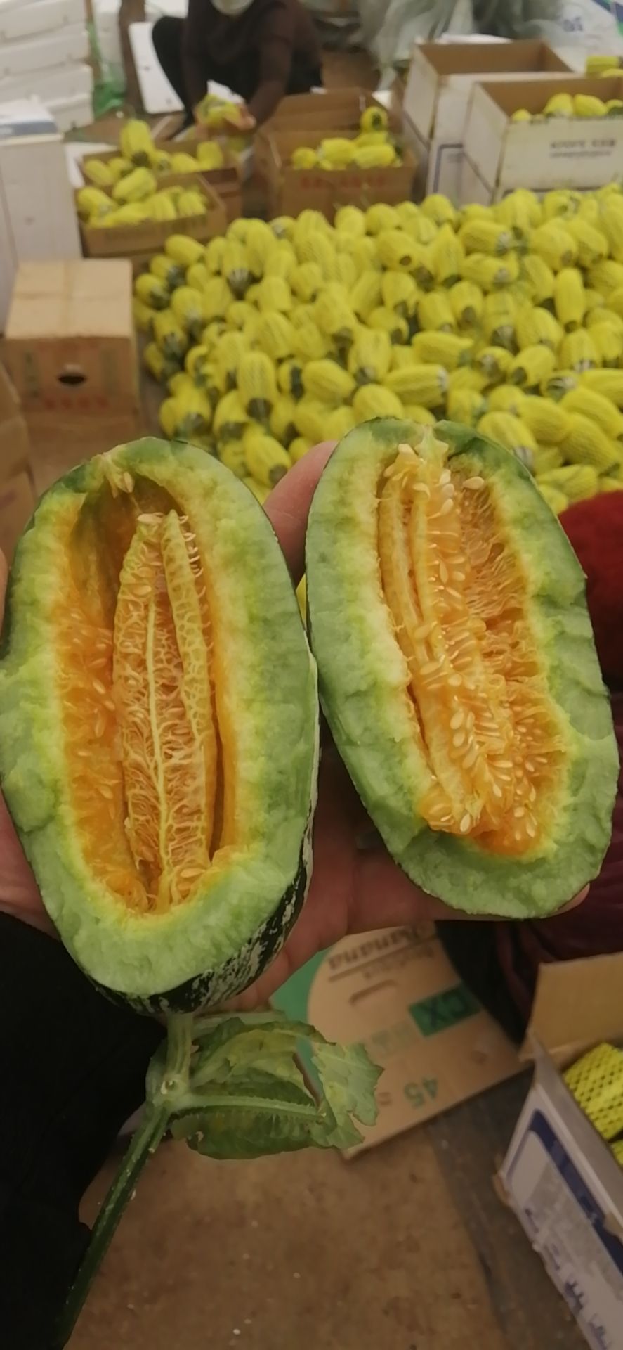 博洋甜瓜  大量有货各种甜瓜，质量口感保证，欢迎订购