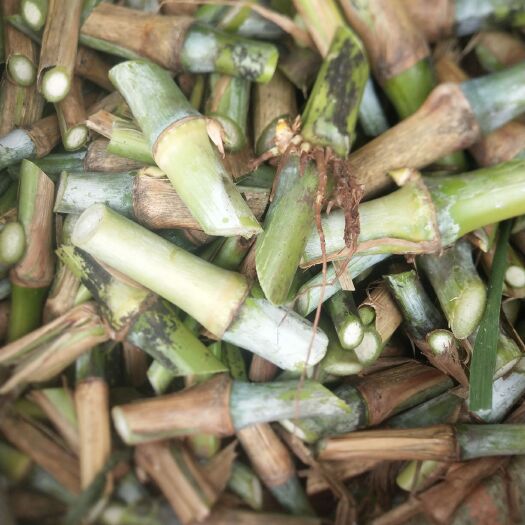 罗甸县甜象草种子 甜象草5号以甜象草2号。草苗草节全是基地发货。