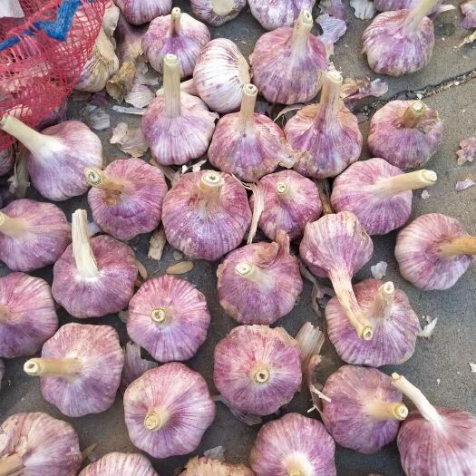 金乡县太空蒜  金乡太空早熟大蒜