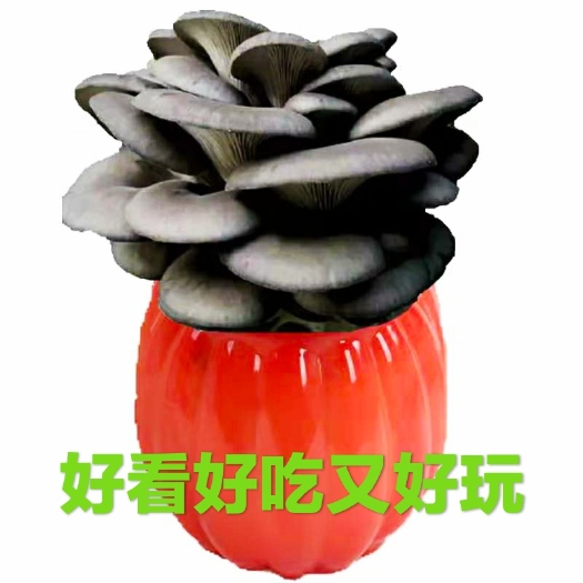 金乡县平菇菌种  盆景蘑菇蘑菇食用菌种盆景种植包家庭阳台种植蘑菇15元两桶包邮
