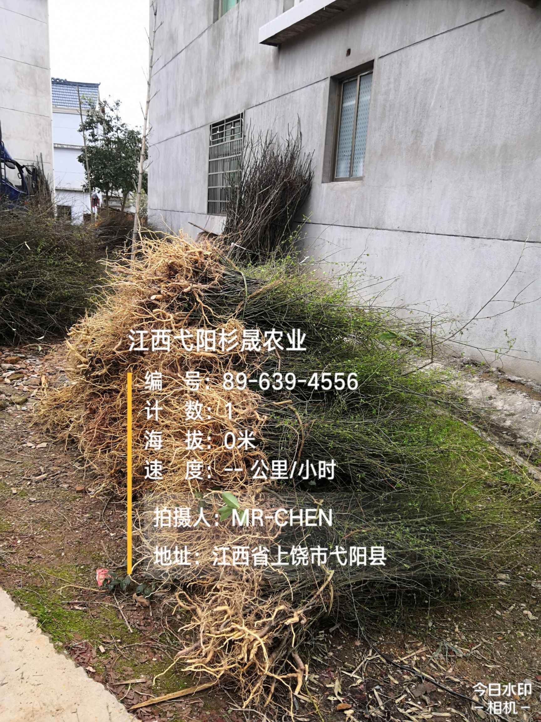 岗梅根种子  岗梅苗(称心树苗)  正宗岗梅  价格优惠