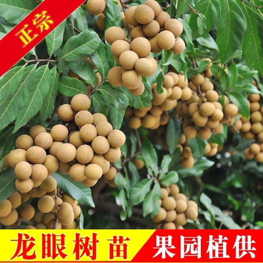 灵山县石峡龙眼苗  龙眼树苗桂圆苗嫁接苗石硖龙眼储良龙眼四季可种南方果苗地栽
