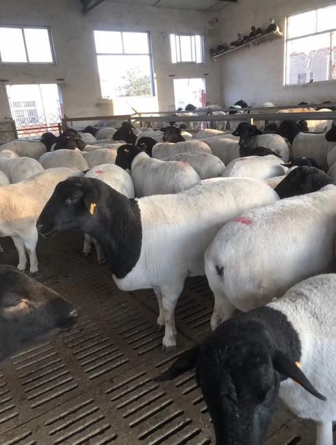 黑头杜泊羊生长速度快繁殖率高适应能力强不受季节限制长年繁殖