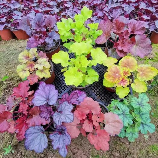 青州市草花 矾根基地 大量种植多色矾根 一手货源