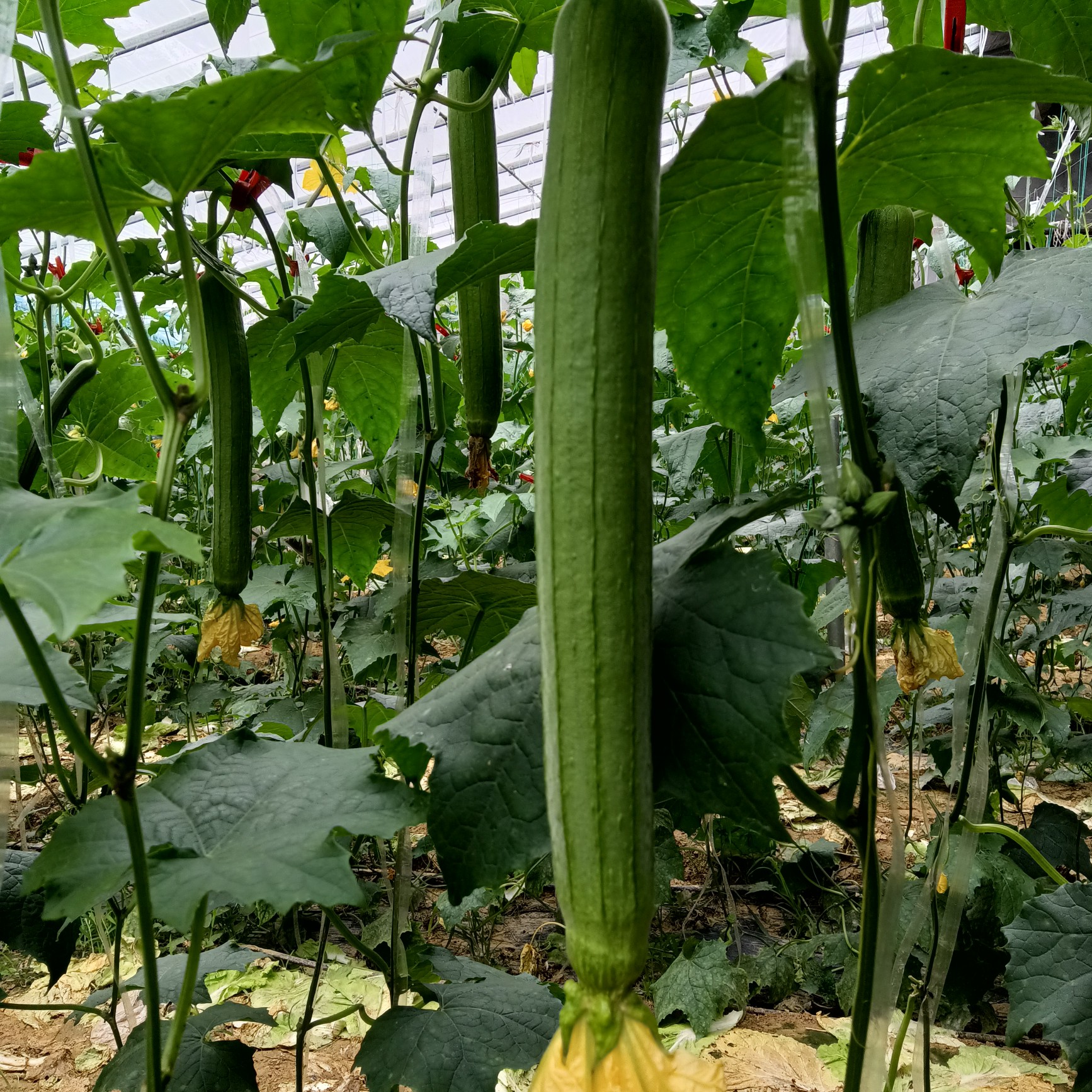 温室大棚鲜花丝瓜现在上市了自种的十亩品相一等