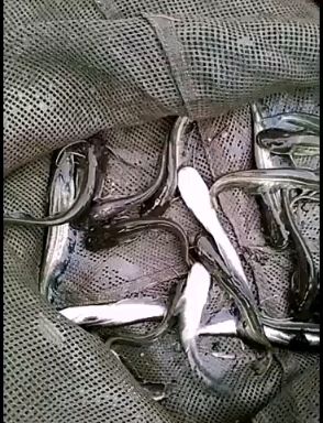 钳鱼  鲶鱼苗，规格齐全及各种鱼苗，包技术，长势快基地