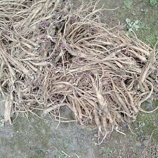 五峰县独活种苗  独活苗