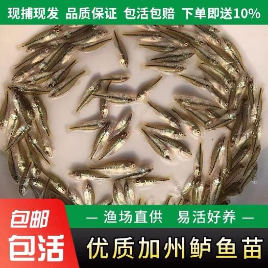 博罗县鲈鱼苗  嘉洲鲈