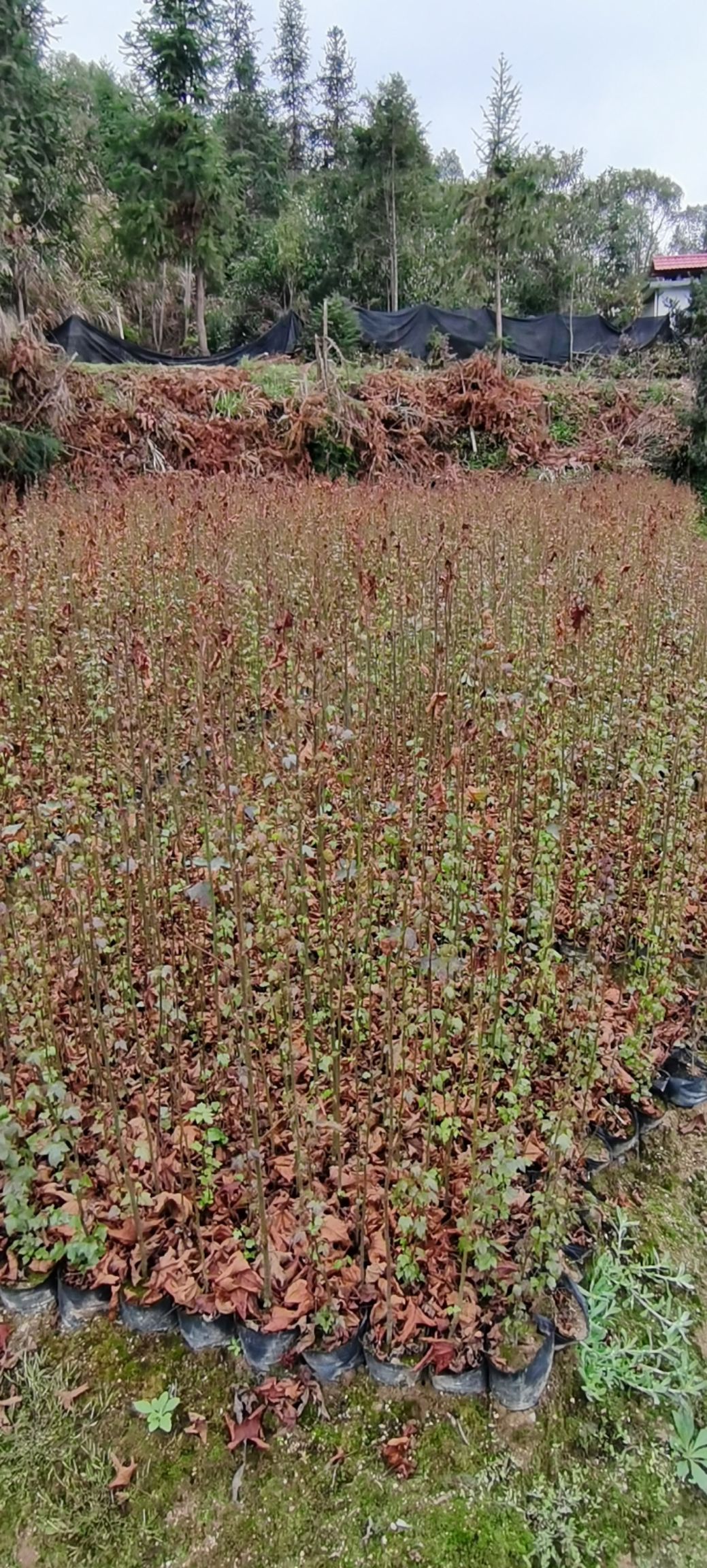 枫香树  大量供应一年生枫香小苗，一年生枫香杯苗