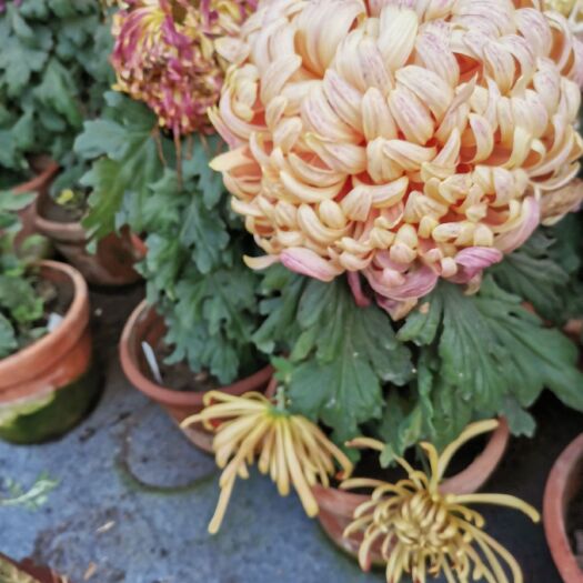 通许县 菊花及菊花苗