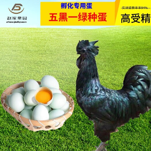 新泰市五黑一绿种蛋受精蛋可孵化蛋批发受精率高