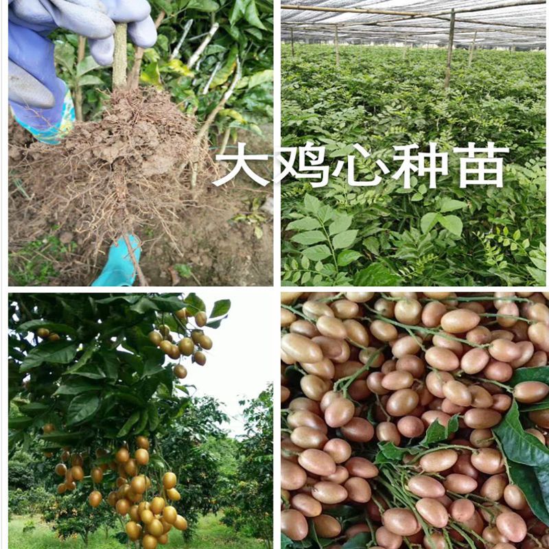  嫁接黄皮果树苗包邮大鸡心黄皮苗无核黄皮苗南方水果苗广西发货