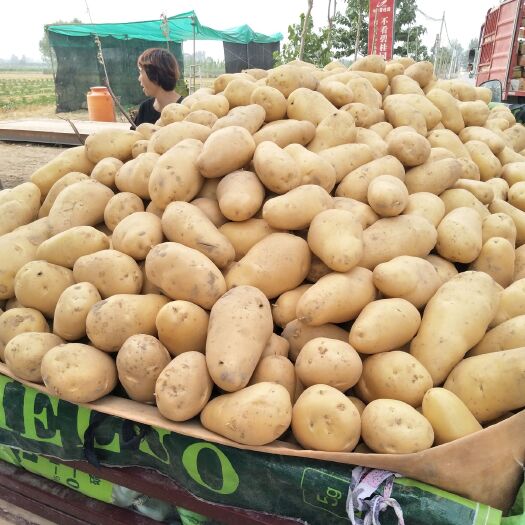 荷兰15  土豆产地直供大量上市，黄心土豆，白心土豆