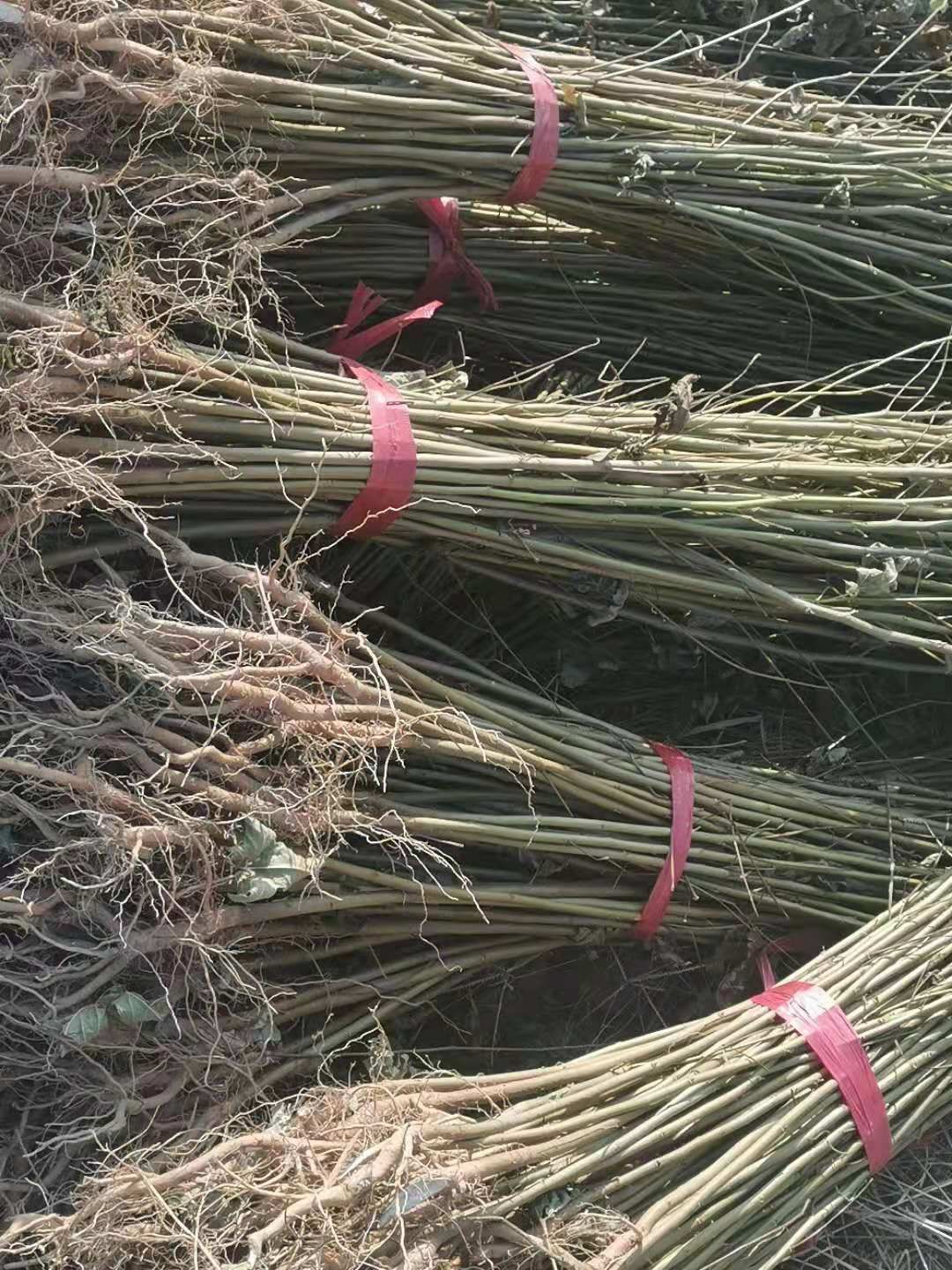枫香树  大量供应一年生枫香小苗，一年生枫香杯苗