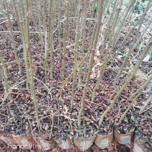 金阳县无刺花椒苗 汉源貢椒苗？大红袍花椒苗！0.4至1公分以上。