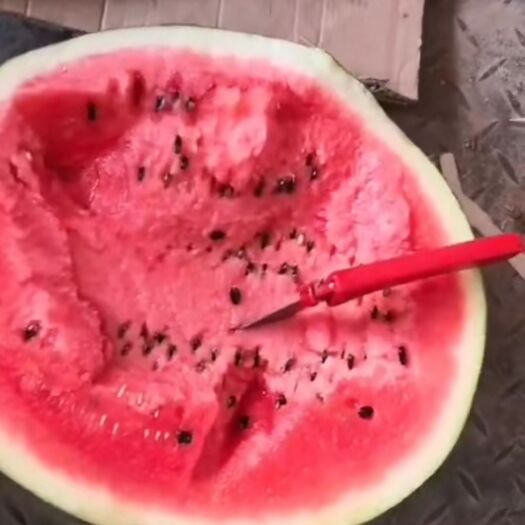 阳西县甜王西瓜 大量充足