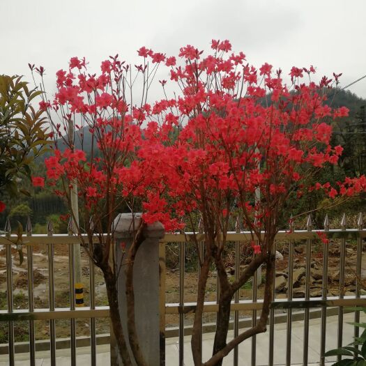潜山市国旗红杜鹃  供应映山红树桩规格齐全价格合理货源充足