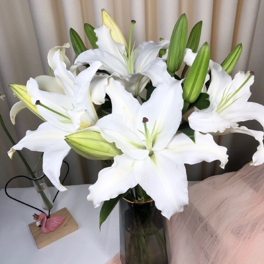 昆明百合花 三头白百合