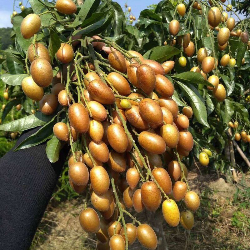  嫁接黄皮果树苗包邮大鸡心黄皮苗无核黄皮苗南方水果苗广西发货