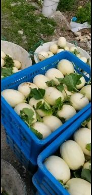 三门县东方蜜甜瓜  东方蜜1号