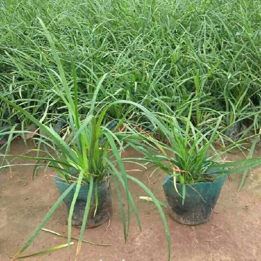 青州市麦冬草 营养杯麦冬，小皮桶麦冬，营养杯丹麦草，小皮桶丹丹麦草