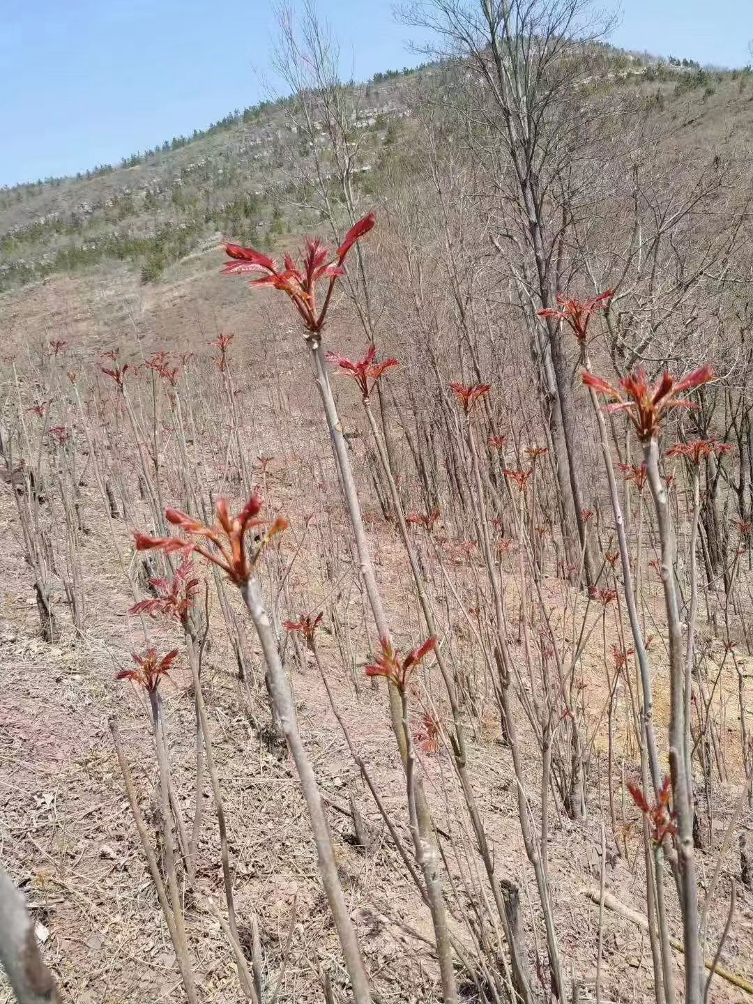 红油香椿 农家天然无公害头茬香芽