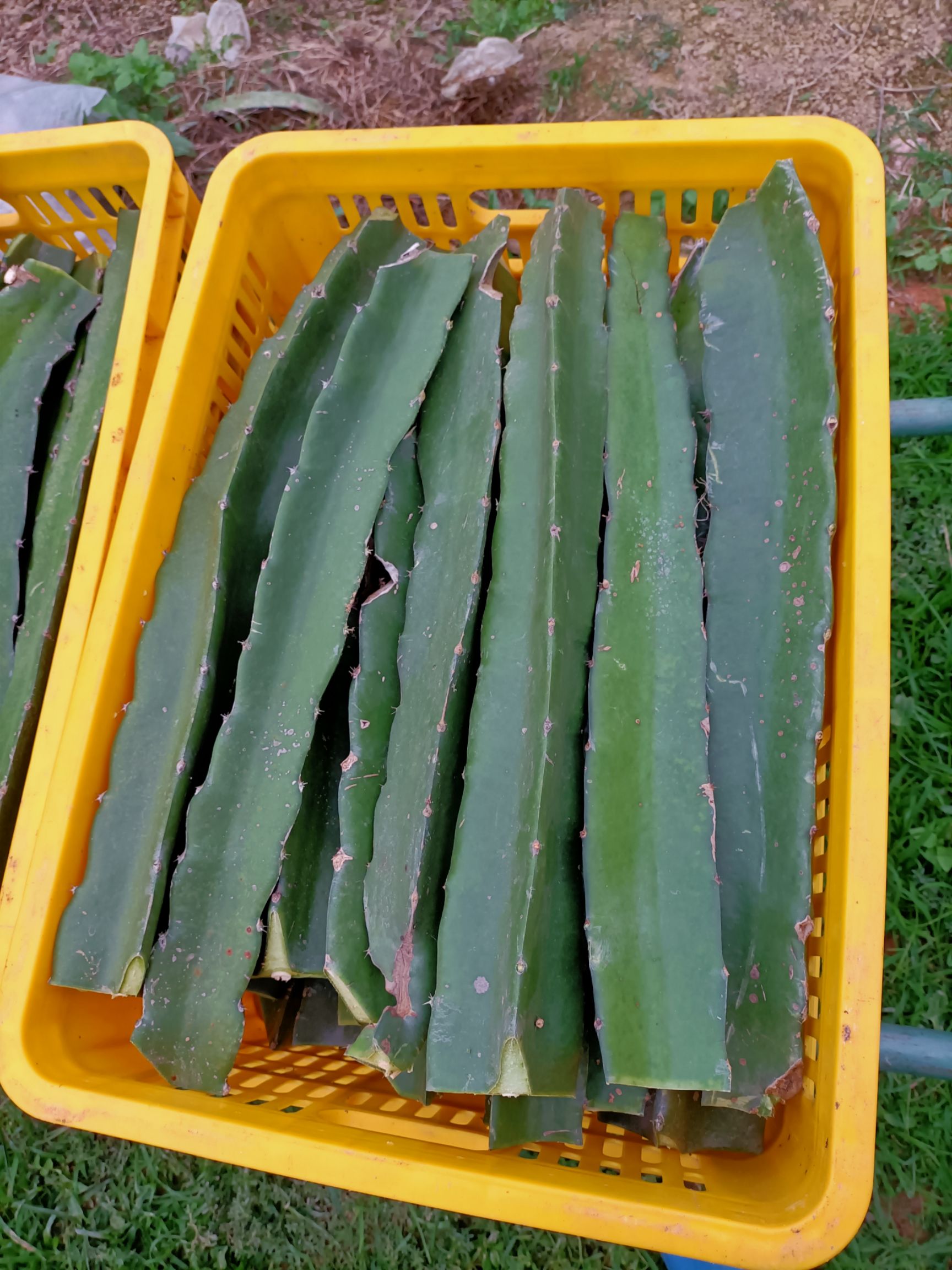 桂红龙一号火龙果苗  新品种桂红龙1号红心❤️火龙果种苗