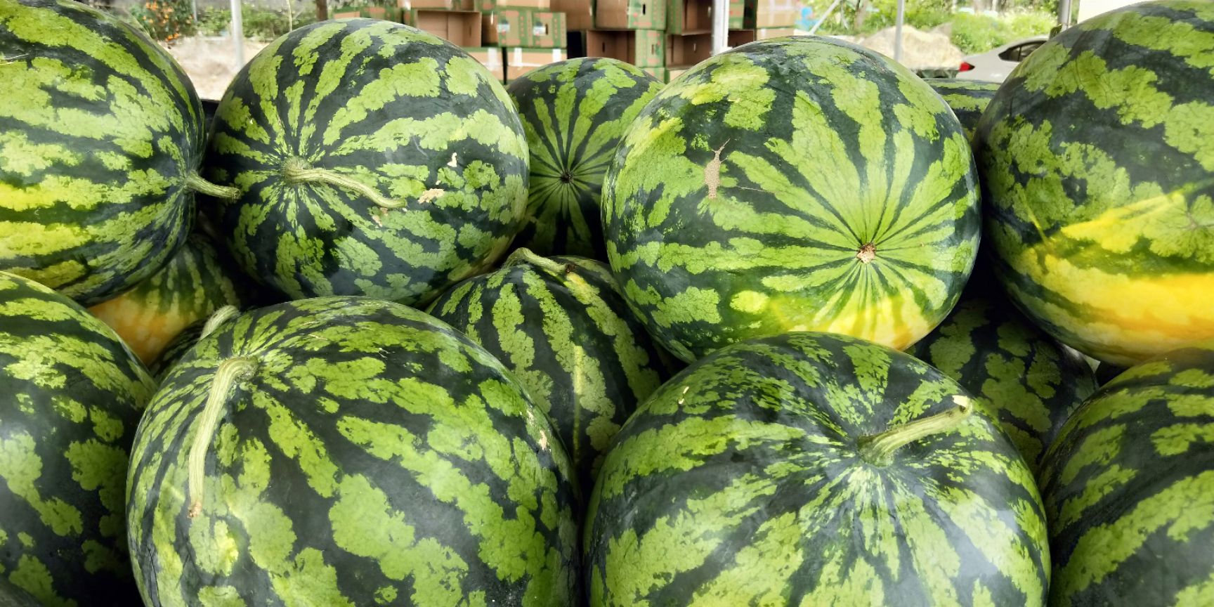 甜王西瓜  西瓜甜王，黑美人，麒麟黄西瓜 大量上市中，欢迎全