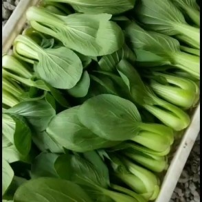 聊城大量供应上海青，油菜，小白菜