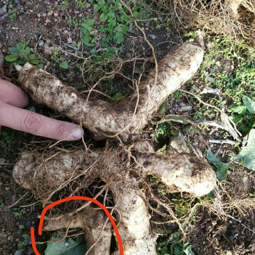 凤城市甜黄精 黄精，鸡头黄精，