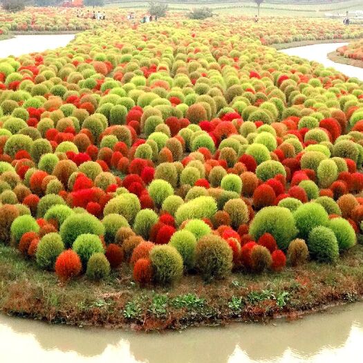 沭阳县红叶地肤种子绿叶地肤草种子地麦铁扫帚苗菜种子园林景观花海种子