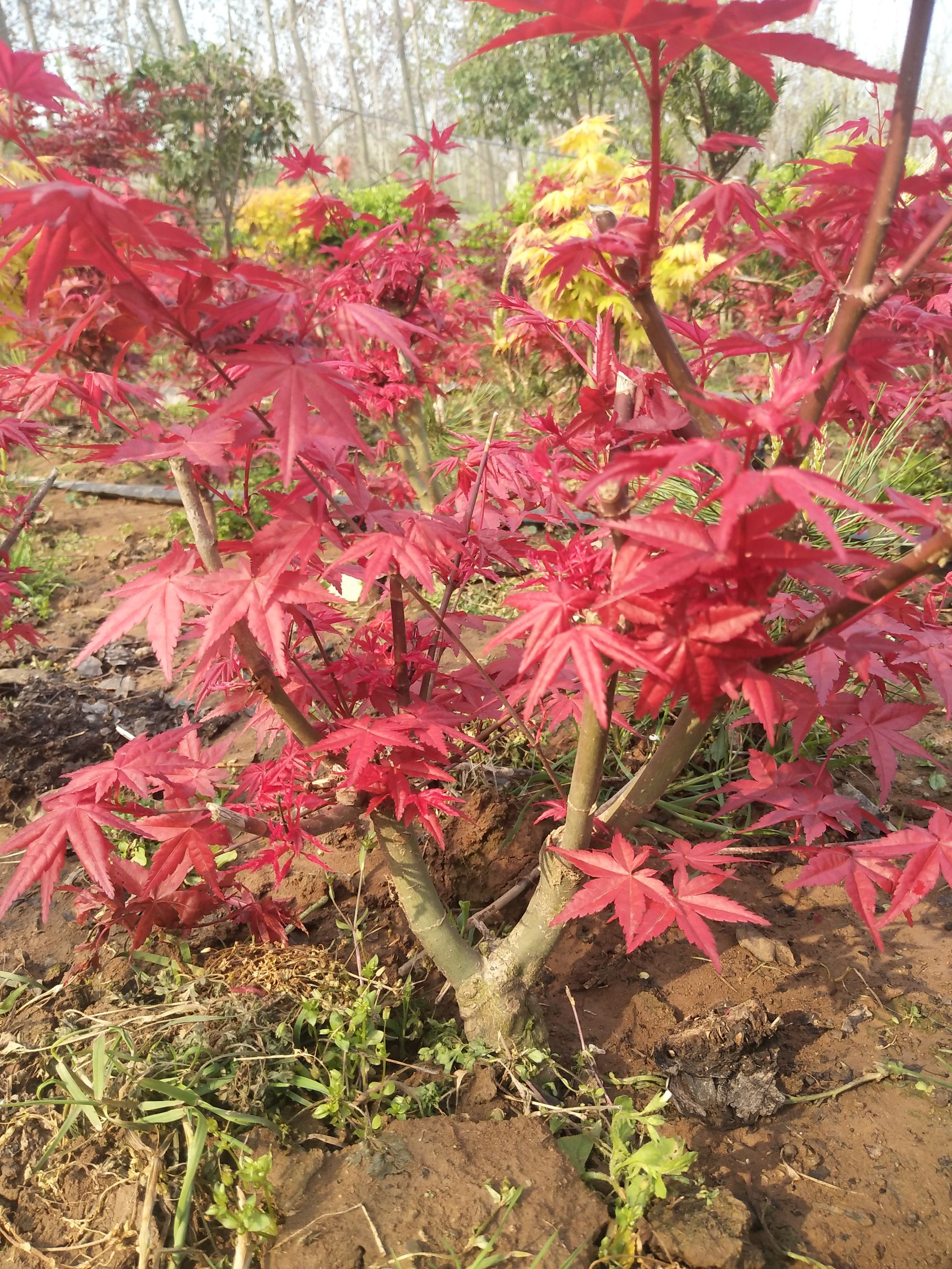 日本红枫红舞姬 日本红枫，红舞姬，黄金枫