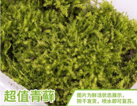 太湖县青苔 青藓