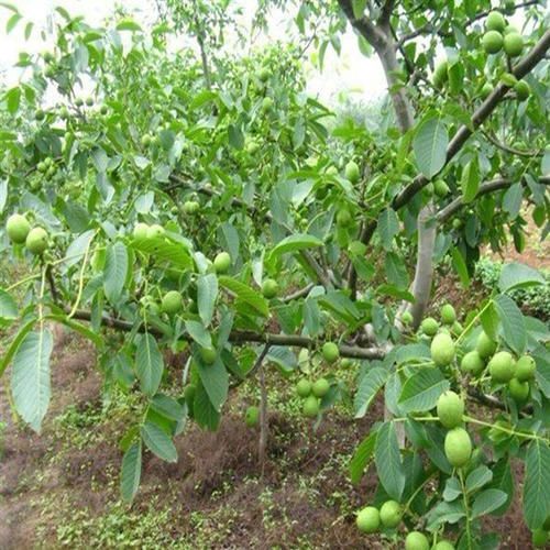 泰安9818核桃树苗 核桃苗