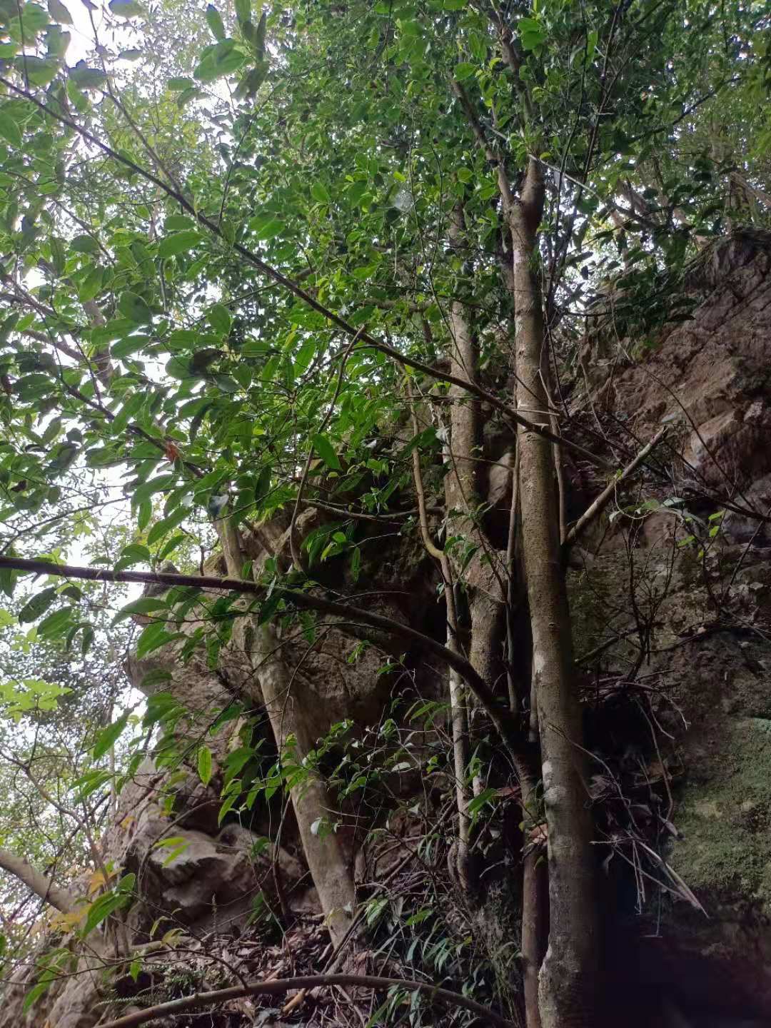 英德石花茶，仙人茶，纯手工制作