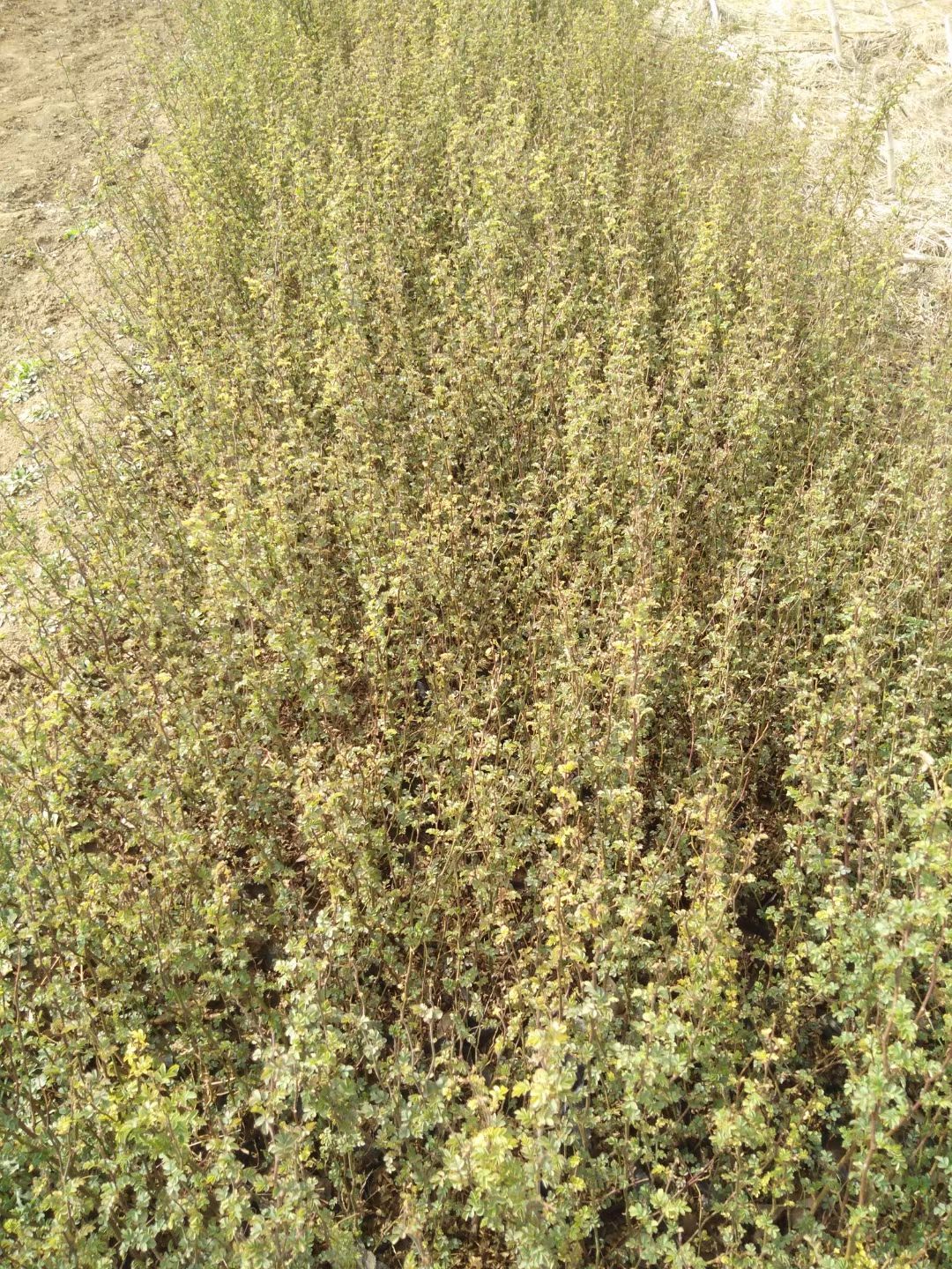 无刺蔷薇 绿化蔷薇，蔷薇，带小皮桶蔷薇，杯蔷薇营养