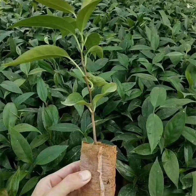 黑老虎苗大血藤苗布福娜苗当年结果爬藤果树耐寒耐热品种盆栽地种