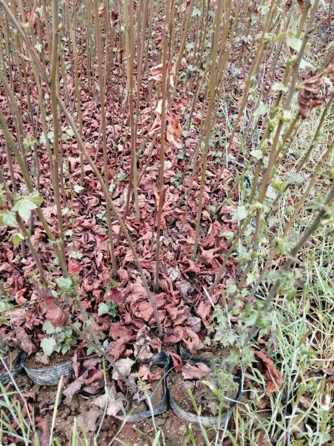 枫香树  大量供应一年生枫香小苗，一年生枫香杯苗