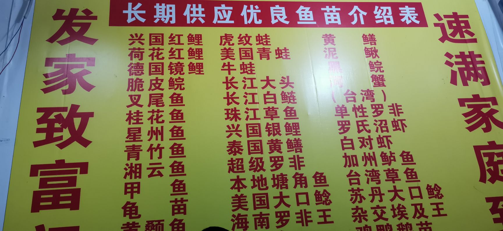 基地直销头批新苗上市了快大罗非鱼苗 ，宝路罗非鱼苗，海南1号