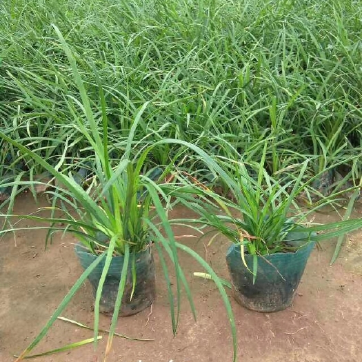 青州市无刺蔷薇 麦冬草麦冬草丹麦草，营养杯丹麦草，营养杯麦冬草，小皮桶麦冬草