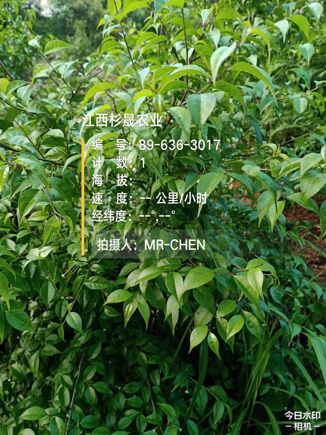 岗梅根种子  岗梅苗(称心树苗)  正宗岗梅  价格优惠