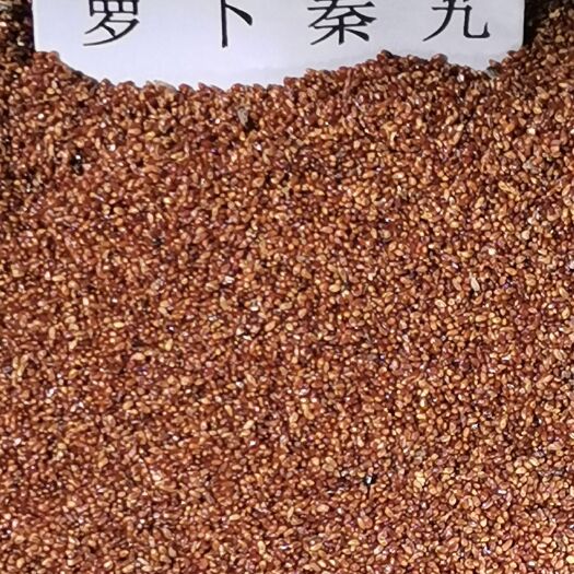 金川县萝卜秦艽种子批发  出售萝卜秦艽种子  萝卜秦艽种子哪里有卖