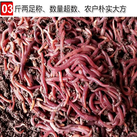  垂钓红蚯蚓，黑蚯蚓，青蚯蚓，蚯蚓干，常年有货