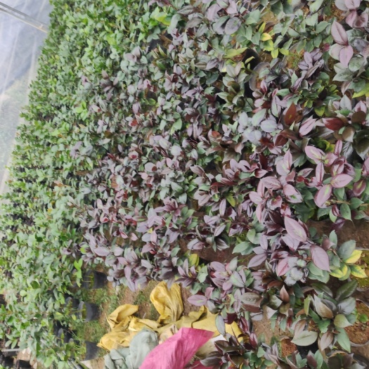 漳平市红叶贝拉茶花青叶贝拉茶花