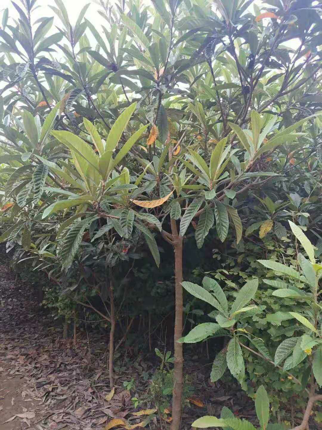 枇杷树苗  枇杷树 地径4公分枇杷树价格