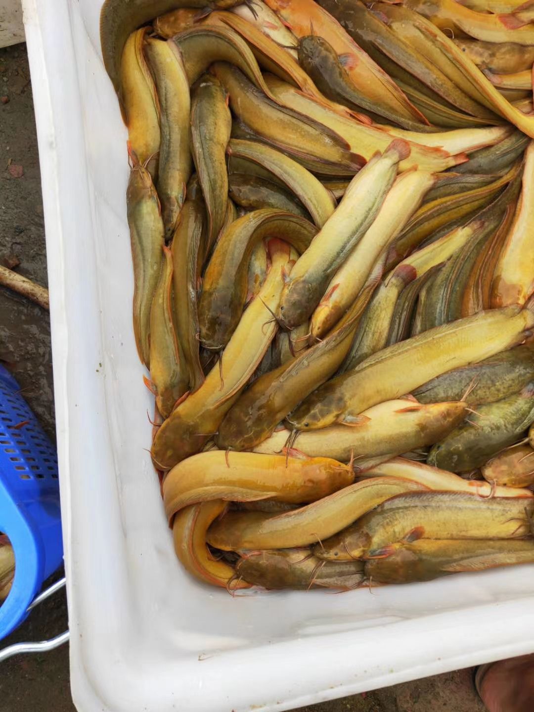 快大种塘鲺苗 塘角鱼苗 高密度养殖 高位池养殖