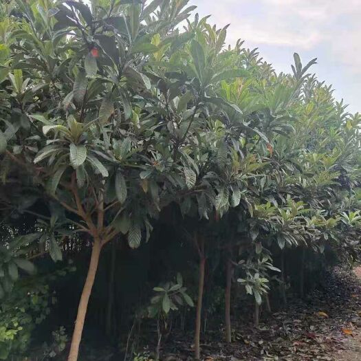 盐城枇杷树苗 地径10公分枇杷树价格