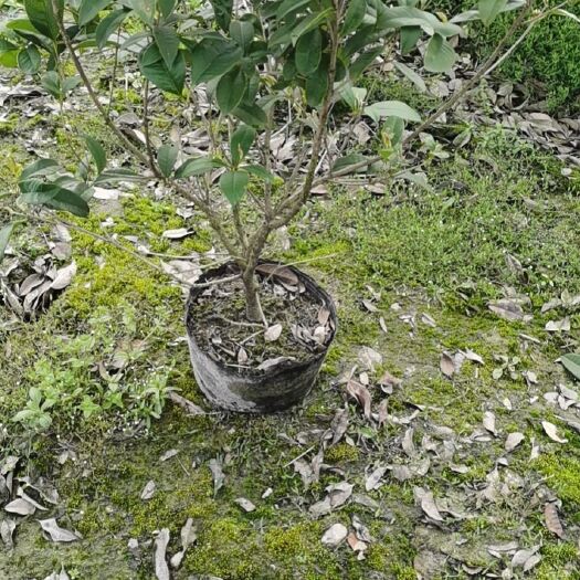 金华 四季桂高度七十至100，冠幅六十