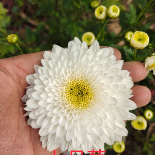 鹿邑县 基地大板七月菊苗，自家货源，包技术，包回收