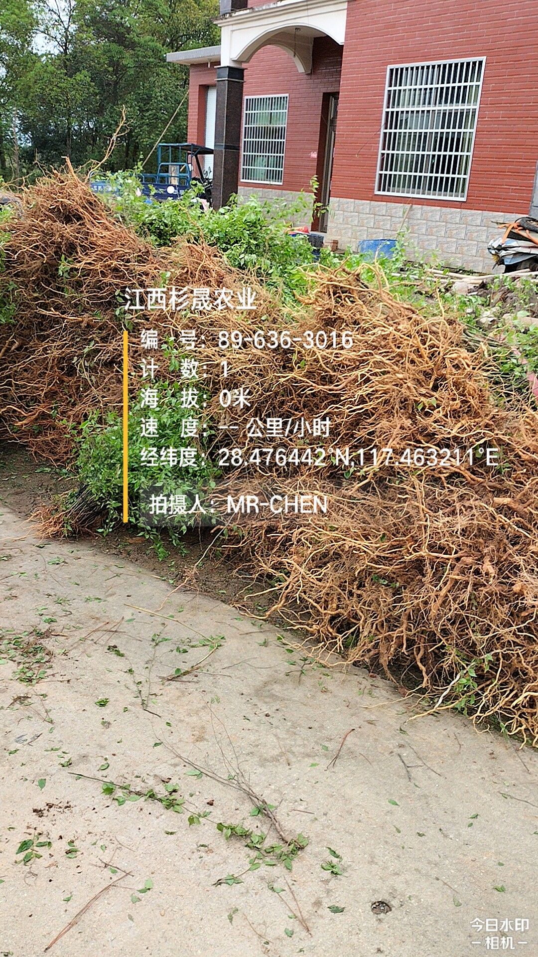 岗梅根种子  岗梅苗(称心树苗)  正宗岗梅  价格优惠